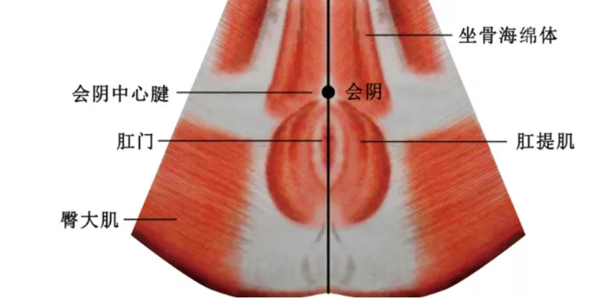 怎么 收 会阴《针灸甲乙经》之会阴穴_https://www.jmylbn.com_新闻资讯_第2张