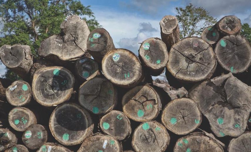 缅甸木材行业两年获税收千亿，造林速度却远远跟不上！