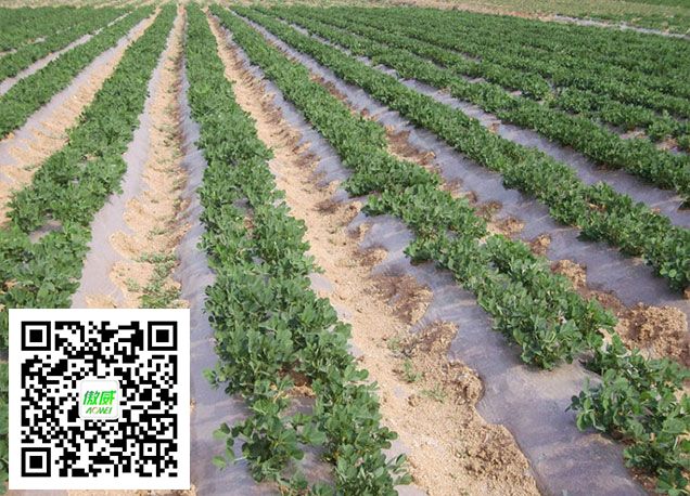 花生种植五月管理要点|植保课堂-南阳傲威化工有限公司