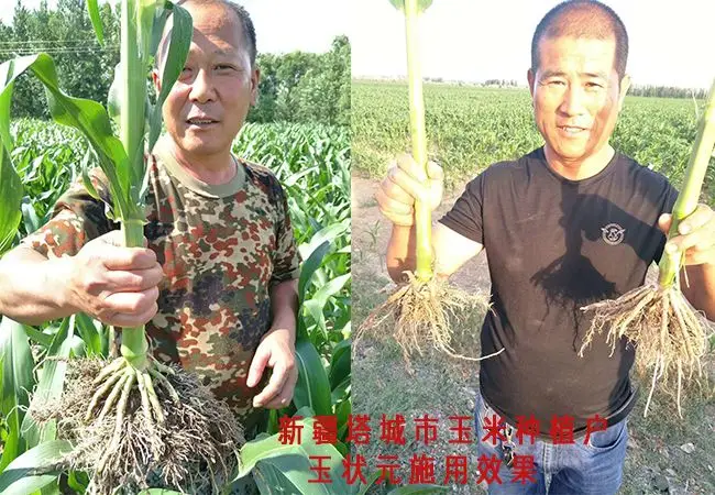 玉状元——只为玉米高品质丰收|植保课堂-南阳傲威化工有限公司