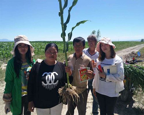 玉状元金大棒玉米高产系列—新疆的客户再传捷报来！|企业新闻-南阳傲威化工有限公司