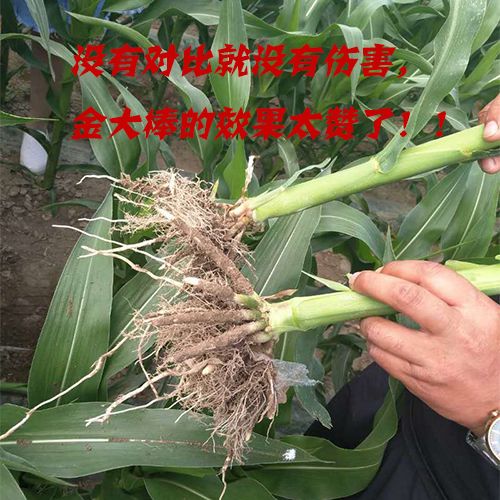 玉状元金大棒玉米高产系列—新疆的客户再传捷报来！|企业新闻-南阳傲威化工有限公司
