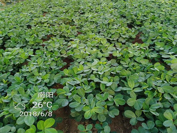 谈谈花生控旺技术|植保课堂-南阳傲威化工有限公司