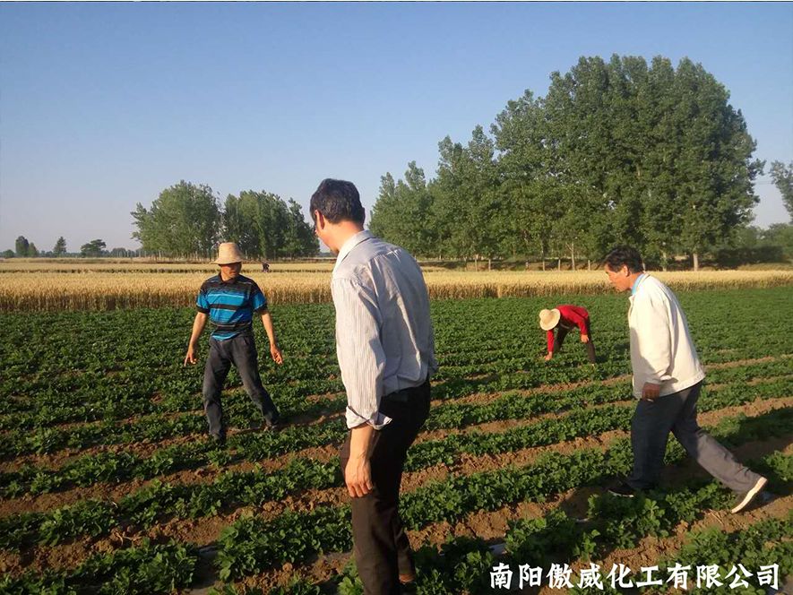 “果三多”花生三遍喷跟踪使用效果|企业新闻-南阳傲威化工有限公司