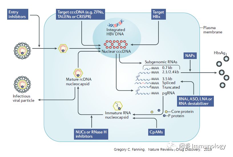 从hbv病毒免疫学看药物开发策略 闲谈immunology 微信公众号文章阅读 Wemp