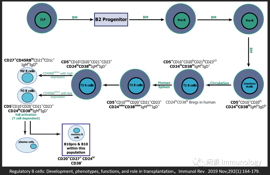 调节性b细胞发育 功能 治疗展望 闲谈immunology 微信公众号文章阅读 Wemp