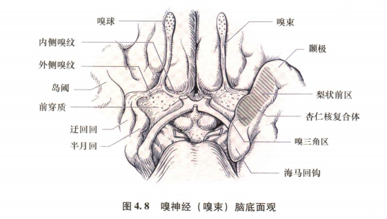 外展枕怎么使用中枢神经系统解剖定位诊断【大全】_https://www.jmylbn.com_新闻资讯_第54张
