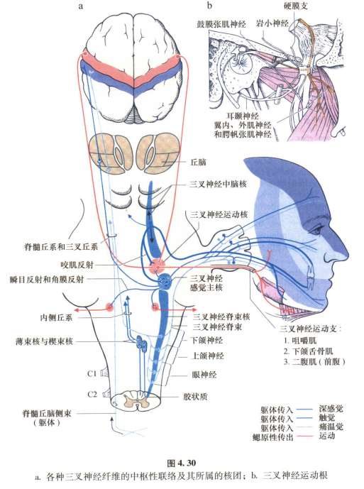 外展枕怎么使用中枢神经系统解剖定位诊断【大全】_https://www.jmylbn.com_新闻资讯_第70张