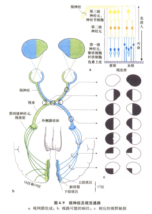 外展枕怎么使用中枢神经系统解剖定位诊断【大全】_https://www.jmylbn.com_新闻资讯_第55张
