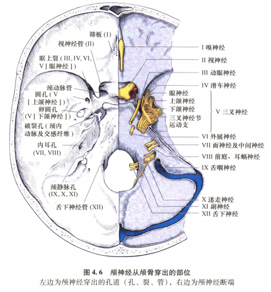 外展枕怎么使用中枢神经系统解剖定位诊断【大全】_https://www.jmylbn.com_新闻资讯_第52张