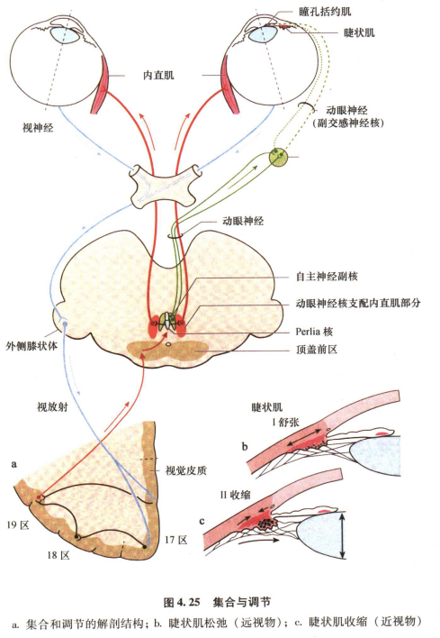 外展枕怎么使用中枢神经系统解剖定位诊断【大全】_https://www.jmylbn.com_新闻资讯_第66张
