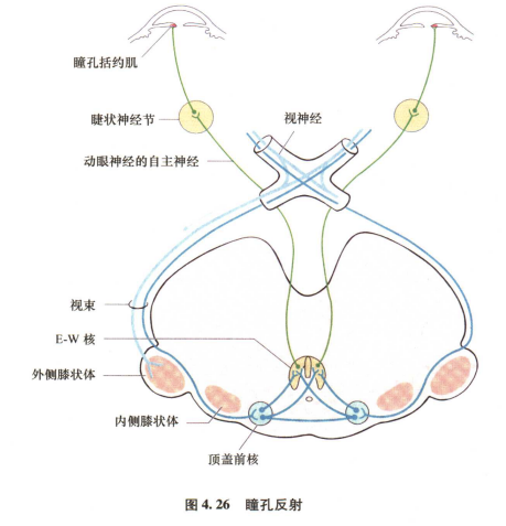 外展枕怎么使用中枢神经系统解剖定位诊断【大全】_https://www.jmylbn.com_新闻资讯_第67张