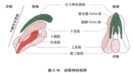 外展枕怎么使用中枢神经系统解剖定位诊断【大全】_https://www.jmylbn.com_新闻资讯_第58张