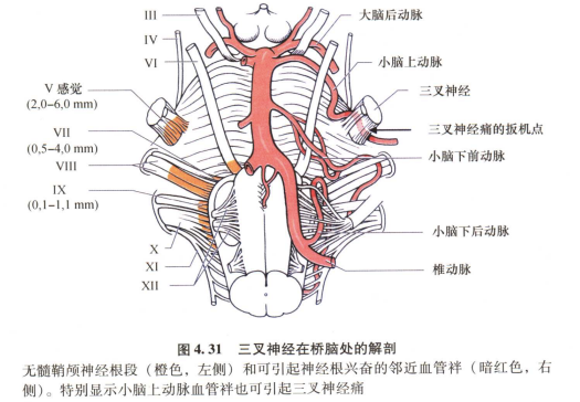 外展枕怎么使用中枢神经系统解剖定位诊断【大全】_https://www.jmylbn.com_新闻资讯_第72张