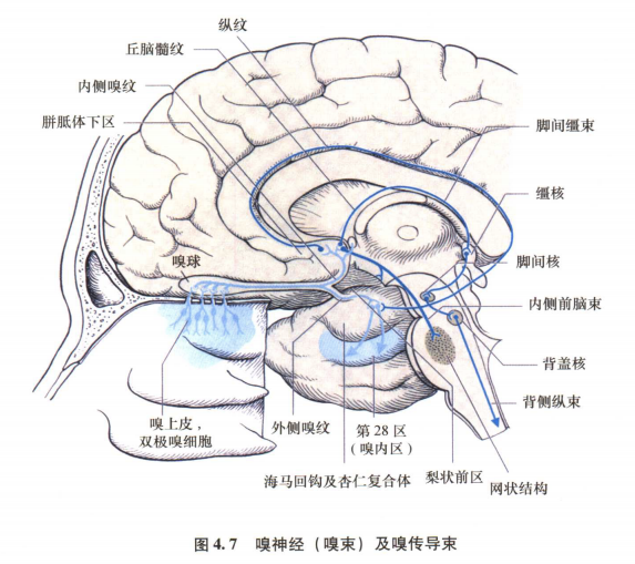外展枕怎么使用中枢神经系统解剖定位诊断【大全】_https://www.jmylbn.com_新闻资讯_第53张