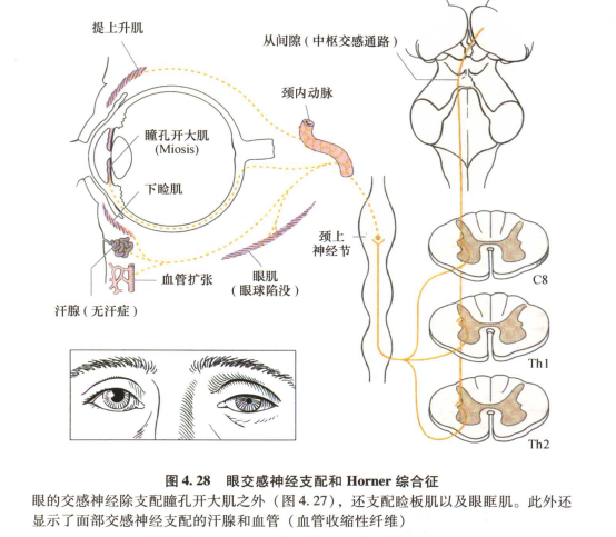 外展枕怎么使用中枢神经系统解剖定位诊断【大全】_https://www.jmylbn.com_新闻资讯_第69张