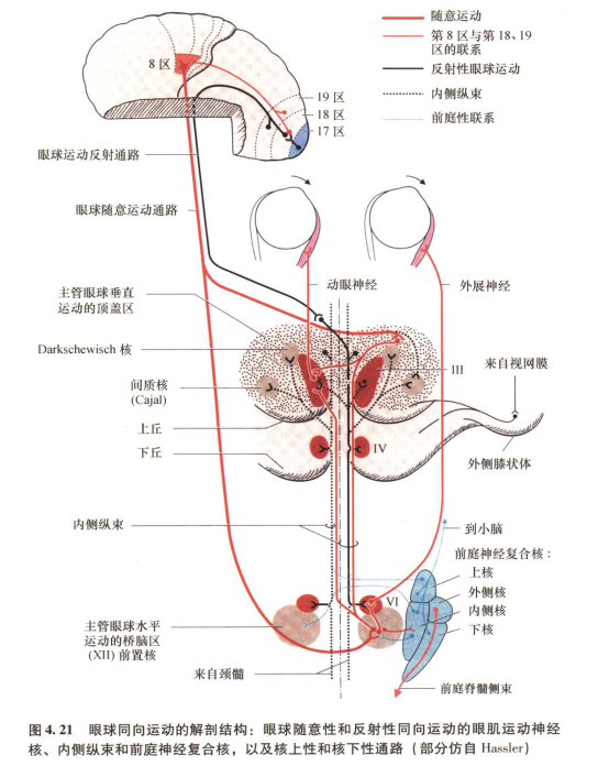 外展枕怎么使用中枢神经系统解剖定位诊断【大全】_https://www.jmylbn.com_新闻资讯_第62张