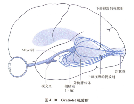 外展枕怎么使用中枢神经系统解剖定位诊断【大全】_https://www.jmylbn.com_新闻资讯_第56张