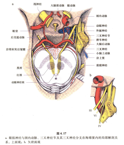外展枕怎么使用中枢神经系统解剖定位诊断【大全】_https://www.jmylbn.com_新闻资讯_第59张