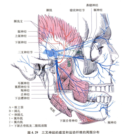 外展枕怎么使用中枢神经系统解剖定位诊断【大全】_https://www.jmylbn.com_新闻资讯_第71张