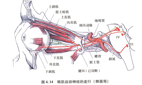 外展枕怎么使用中枢神经系统解剖定位诊断【大全】_https://www.jmylbn.com_新闻资讯_第57张