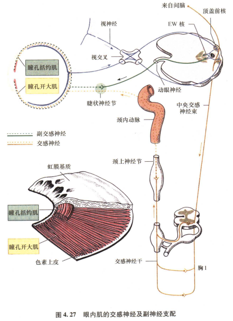 外展枕怎么使用中枢神经系统解剖定位诊断【大全】_https://www.jmylbn.com_新闻资讯_第68张