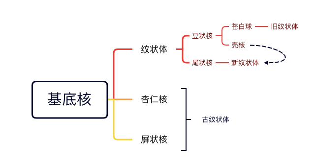 外展枕怎么使用中枢神经系统解剖定位诊断【大全】_https://www.jmylbn.com_新闻资讯_第18张