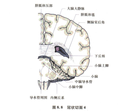 外展枕怎么使用中枢神经系统解剖定位诊断【大全】_https://www.jmylbn.com_新闻资讯_第22张