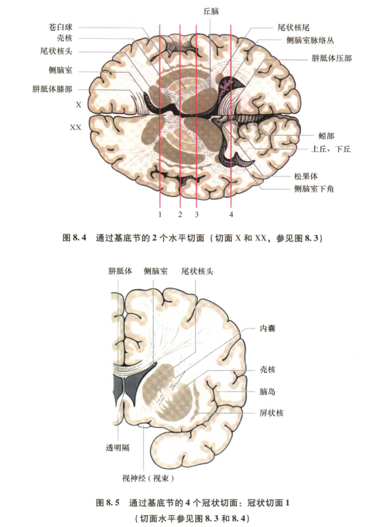 外展枕怎么使用中枢神经系统解剖定位诊断【大全】_https://www.jmylbn.com_新闻资讯_第20张