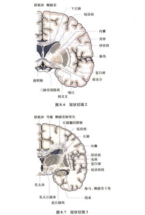 外展枕怎么使用中枢神经系统解剖定位诊断【大全】_https://www.jmylbn.com_新闻资讯_第21张