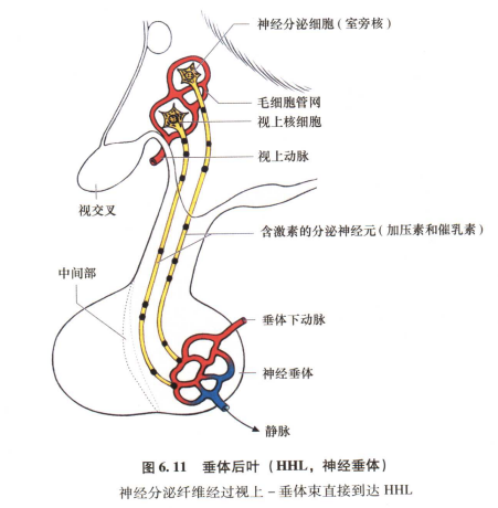 外展枕怎么使用中枢神经系统解剖定位诊断【大全】_https://www.jmylbn.com_新闻资讯_第45张