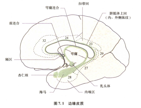 外展枕怎么使用中枢神经系统解剖定位诊断【大全】_https://www.jmylbn.com_新闻资讯_第24张