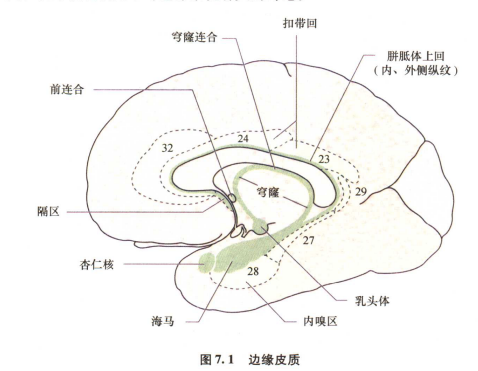 外展枕怎么使用中枢神经系统解剖定位诊断【大全】_https://www.jmylbn.com_新闻资讯_第43张