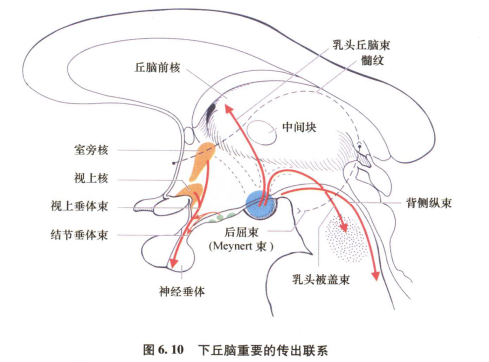 外展枕怎么使用中枢神经系统解剖定位诊断【大全】_https://www.jmylbn.com_新闻资讯_第44张