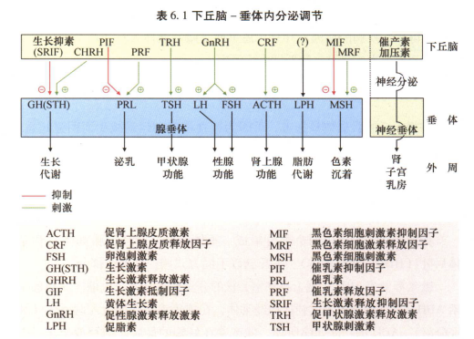 外展枕怎么使用中枢神经系统解剖定位诊断【大全】_https://www.jmylbn.com_新闻资讯_第48张