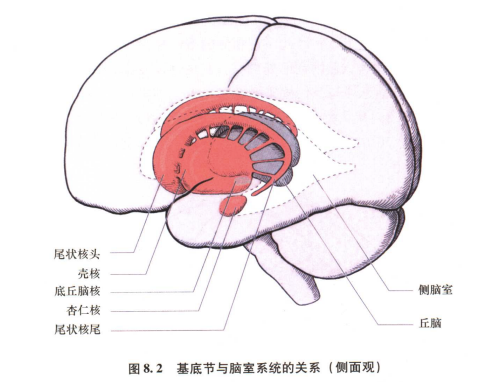 外展枕怎么使用中枢神经系统解剖定位诊断【大全】_https://www.jmylbn.com_新闻资讯_第17张