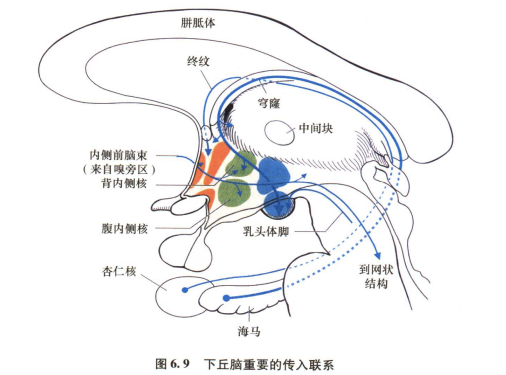 外展枕怎么使用中枢神经系统解剖定位诊断【大全】_https://www.jmylbn.com_新闻资讯_第42张