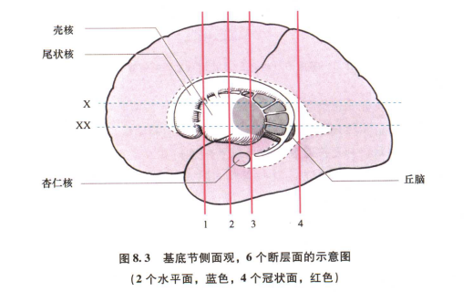 外展枕怎么使用中枢神经系统解剖定位诊断【大全】_https://www.jmylbn.com_新闻资讯_第19张