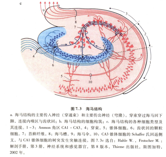 外展枕怎么使用中枢神经系统解剖定位诊断【大全】_https://www.jmylbn.com_新闻资讯_第27张