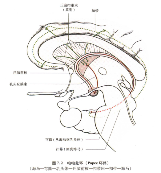 外展枕怎么使用中枢神经系统解剖定位诊断【大全】_https://www.jmylbn.com_新闻资讯_第25张