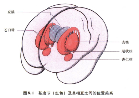 外展枕怎么使用中枢神经系统解剖定位诊断【大全】_https://www.jmylbn.com_新闻资讯_第16张