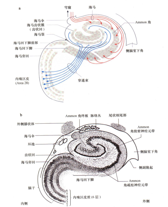 外展枕怎么使用中枢神经系统解剖定位诊断【大全】_https://www.jmylbn.com_新闻资讯_第26张