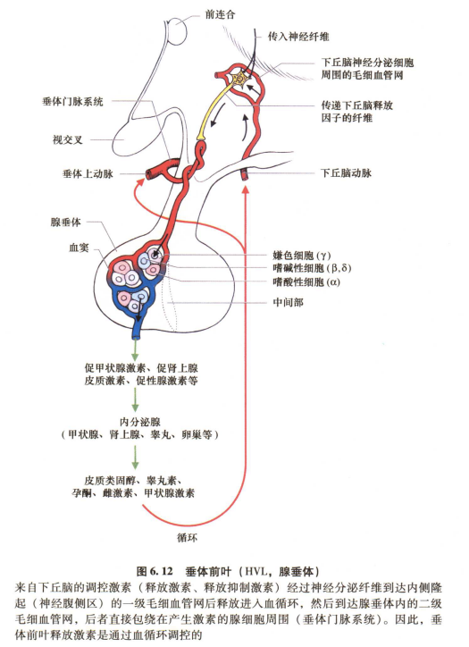 外展枕怎么使用中枢神经系统解剖定位诊断【大全】_https://www.jmylbn.com_新闻资讯_第46张