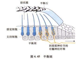 外展枕怎么使用中枢神经系统解剖定位诊断【大全】_https://www.jmylbn.com_新闻资讯_第83张