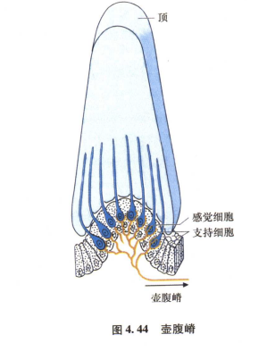 外展枕怎么使用中枢神经系统解剖定位诊断【大全】_https://www.jmylbn.com_新闻资讯_第82张
