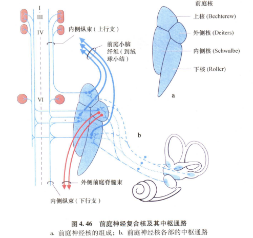 外展枕怎么使用中枢神经系统解剖定位诊断【大全】_https://www.jmylbn.com_新闻资讯_第84张