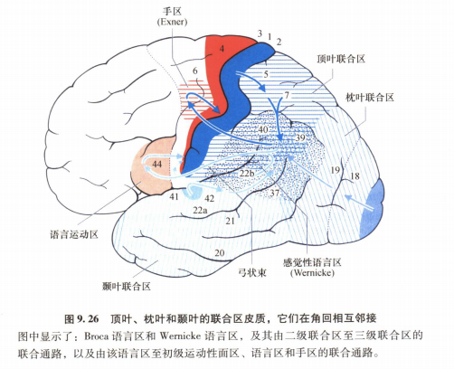 外展枕怎么使用中枢神经系统解剖定位诊断【大全】_https://www.jmylbn.com_新闻资讯_第11张