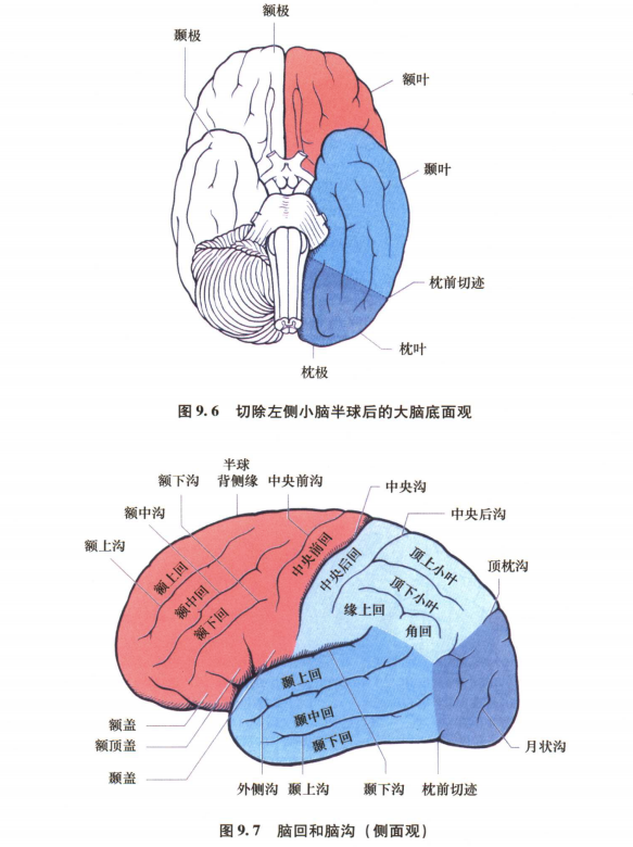 外展枕怎么使用中枢神经系统解剖定位诊断【大全】_https://www.jmylbn.com_新闻资讯_第5张