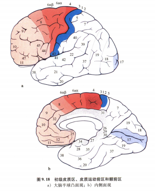 外展枕怎么使用中枢神经系统解剖定位诊断【大全】_https://www.jmylbn.com_新闻资讯_第8张
