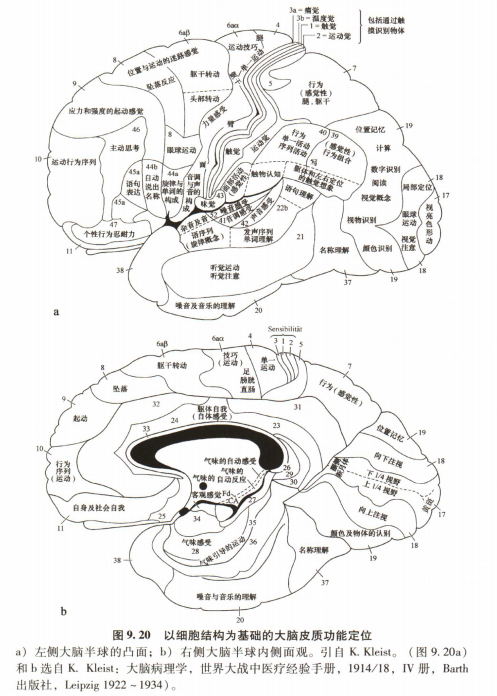 外展枕怎么使用中枢神经系统解剖定位诊断【大全】_https://www.jmylbn.com_新闻资讯_第10张